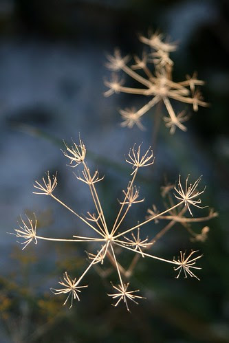 dill-stars