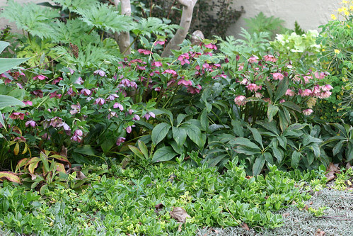 Helleborus orientalis
