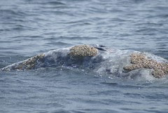 DSC06944 Grey Whale Blowholes
