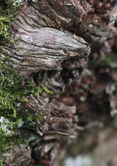 Wood Sprite