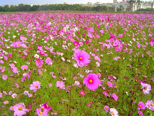 無限台南/波斯菊