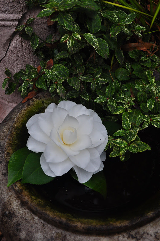 Camellia japonica 'Nuccio's Gem'