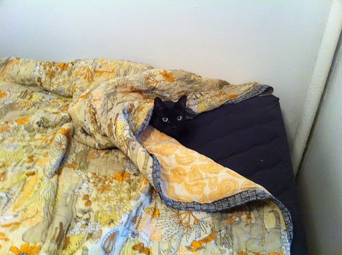 milo