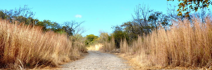 Parc Santa Rosa, Forêt tropical sèche