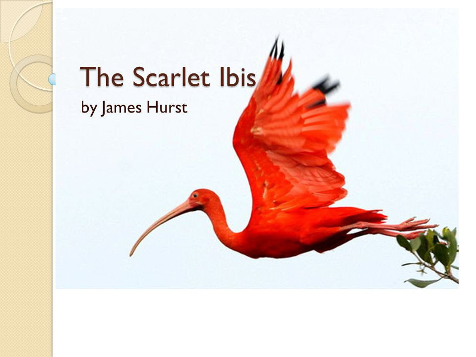 The Scarlet Ibis Worksheet - Promotiontablecovers