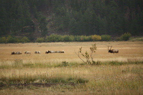 Elk in the meadow