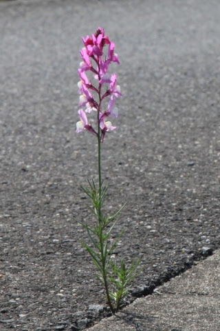 すべての花の画像 トップ100 リナリア 花束