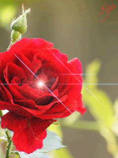 Красивая красная роза!