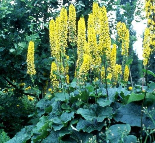 Ligularia sibirica Best plants for bees - what to plant for honey bees (1)