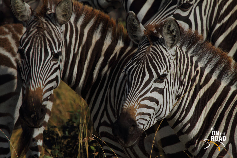 Its Zebra fever at Maasai Mara