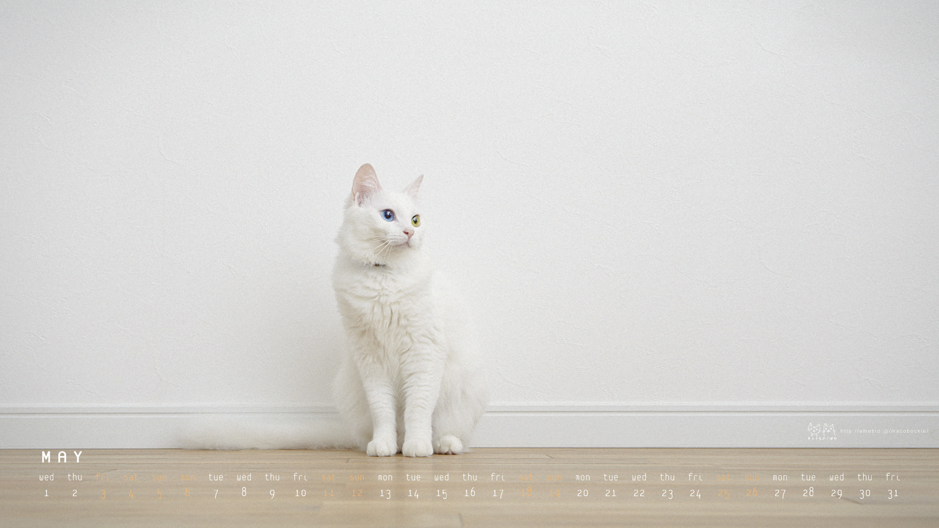 最も人気のある 猫 デスクトップ 壁紙 Hdの壁紙 無料 Itukabegami