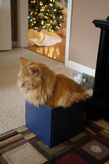 Jasper insisted that this box was just the right size