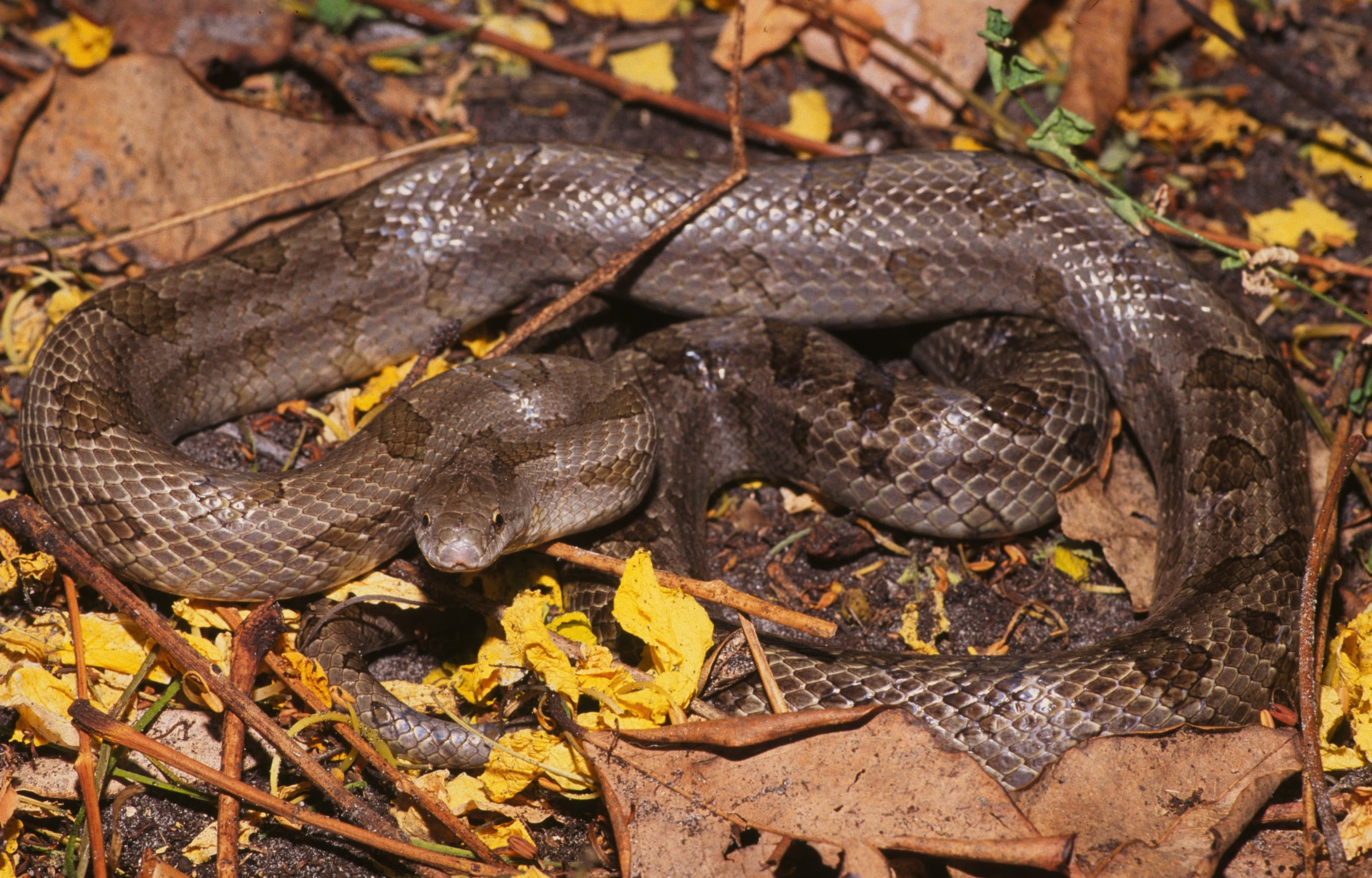 Mole Kingsnake