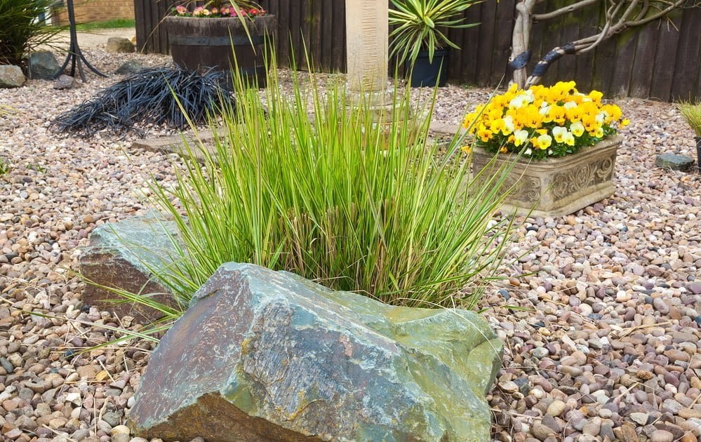 grasses