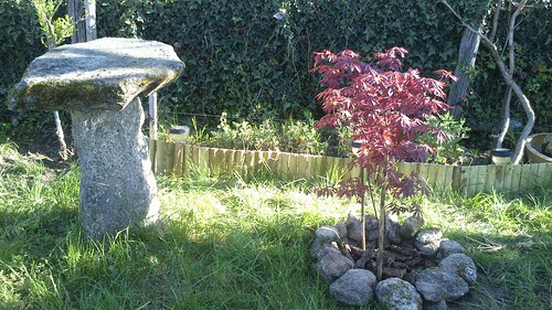 Arce japonés en el jardín