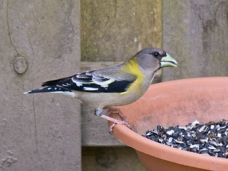 Evening Grosbeak female Evening Grosbeak female