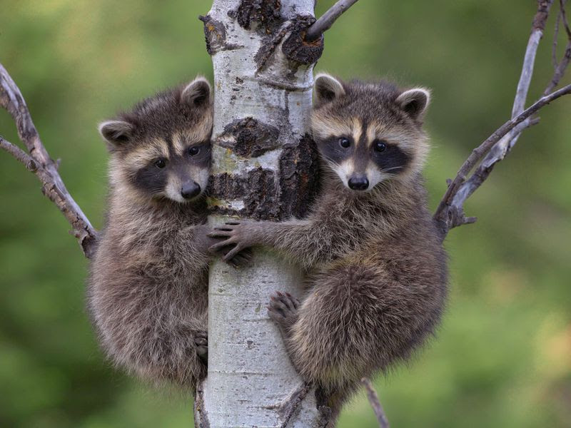 What Do Baby Raccoons Eat