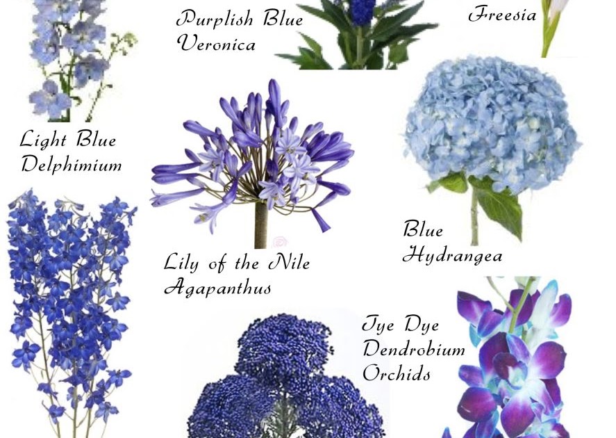 Pictures Of Blue Flowers And Their Names - PictureMeta