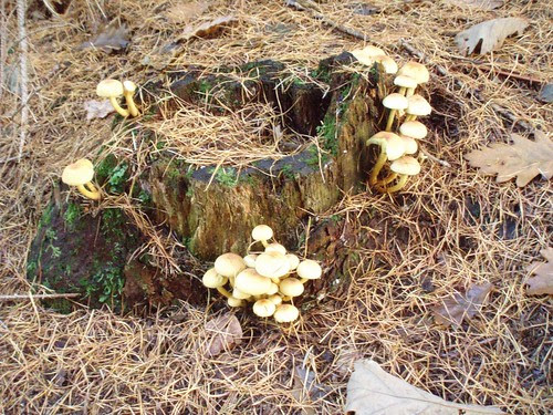 'Shrooms
