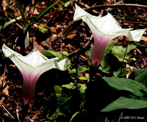 Low Bindweed (Convolvulus spithamacus)