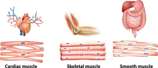 Diagram Of Muscles In The Body - You want to learn about What??: Human