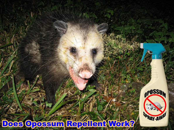 How To Keep Away Opossums