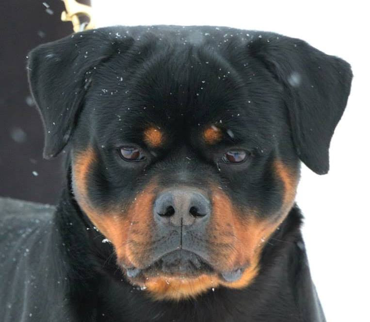 23+ Clipped Ear Rottweiler With Cropped Ears l2sanpiero