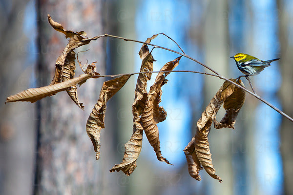 Black-throated Green Warbler, Dendroica virens Black-throated Green Warbler, Dendroica virens