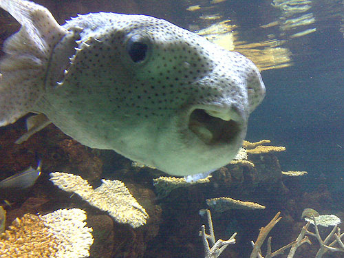 mouth fish