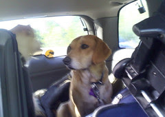 Dogs_Home_52609c