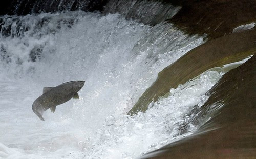 M's salmon1a