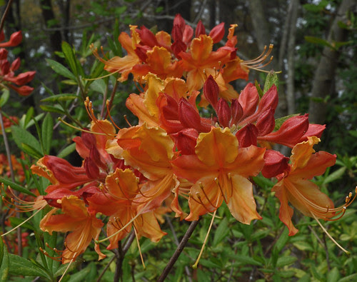 Rhododendron austrimum 'Don's Variegated' (2)
