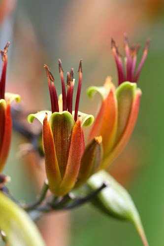 phormium flowers