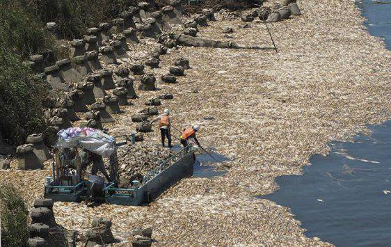taiwan fish mass die-off, taiwan fish mass die-off august 2017, taiwan fish mass die-off video, taiwan fish mass die-off picture, taiwan fish mass die-off august 2017 video picture