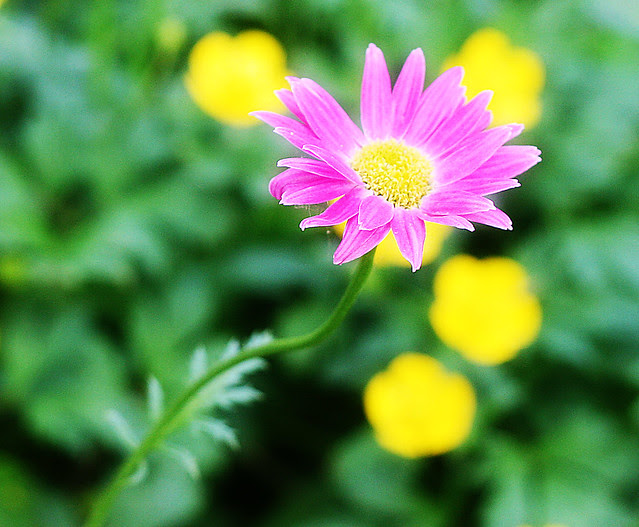 daisy-pink2 copy