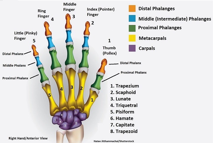 fingers-numbered-anatomy