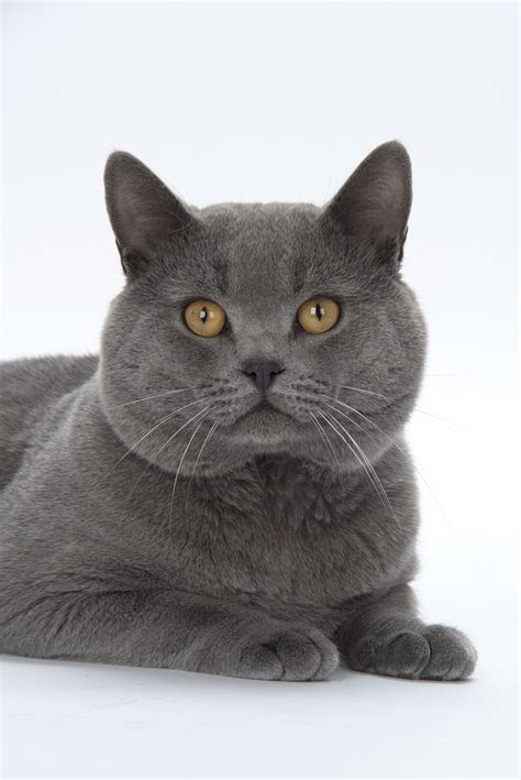 Chartreux Vs British Shorthair - British Shorthair