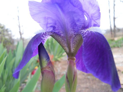 Purple Iris