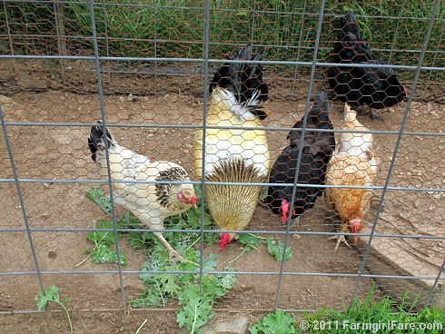Whitey the Chicken snubs her beak at freshly picked organic kale 1