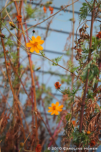 'Bright Lights' cosmos