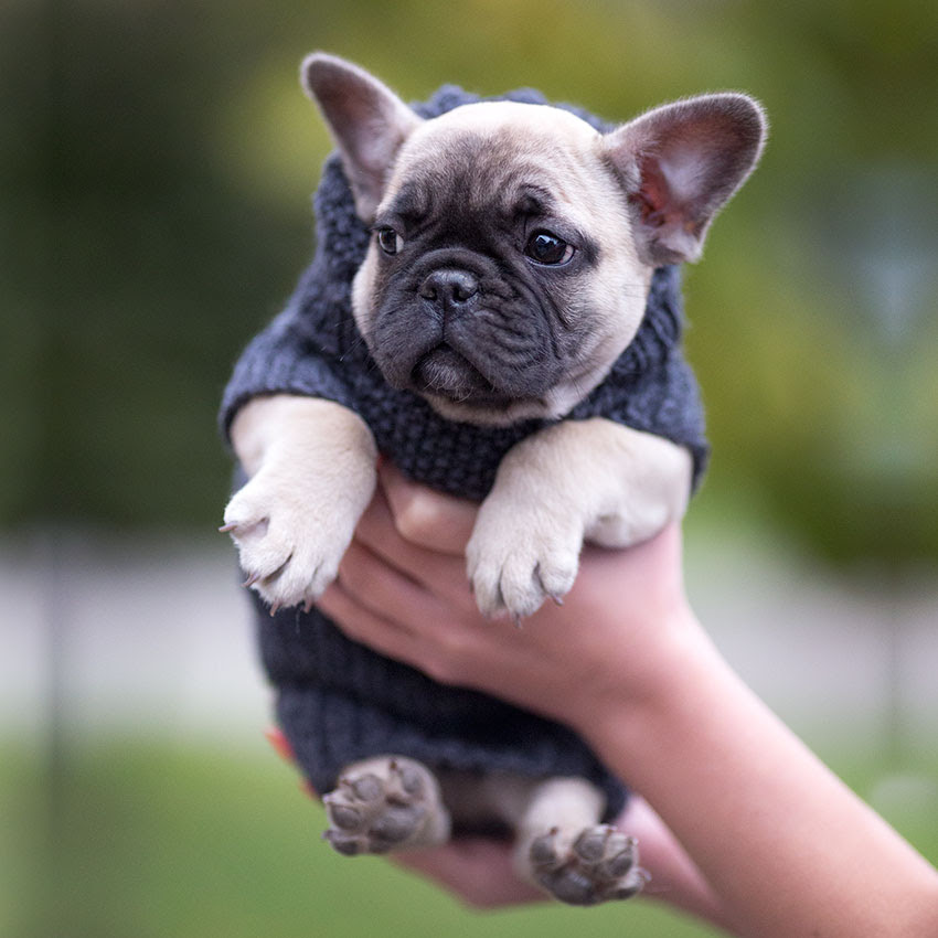77+ Teacup French Bulldog Full Size - l2sanpiero