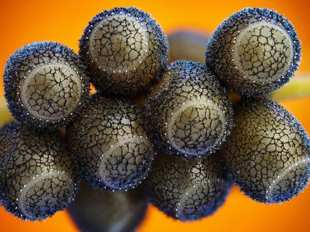 This is not a delicious bunch of fruit hanging from a stem: The image, captured by Gunnar Newquist of Nevada, is
a close-up of the ovaries of a fruit fly
