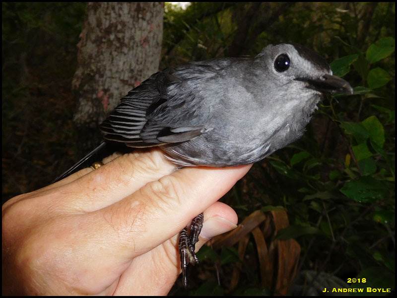 Gray Catbird Gray Catbird