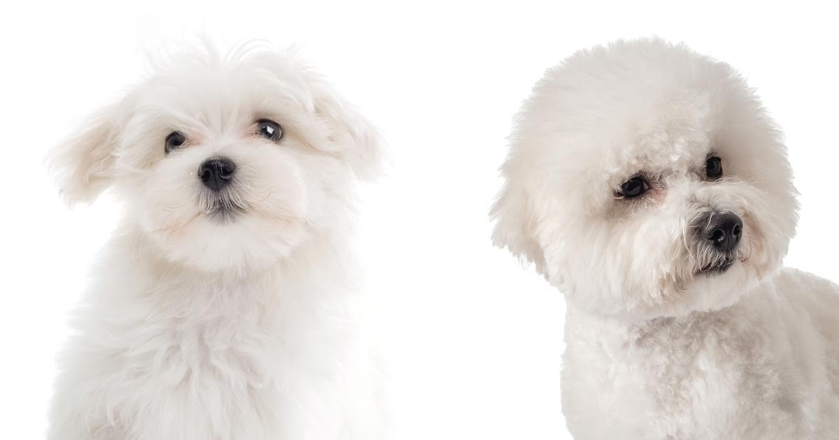 Havanese Vs Maltese