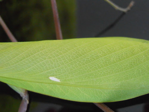 P3300352