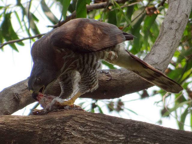 鳳頭蒼鷹/無限台南