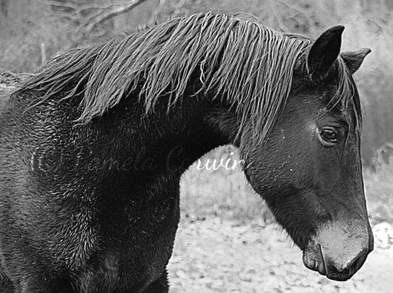 How To Draw A Mustang Horse : How to Draw a Baby Mustang Horse / Make