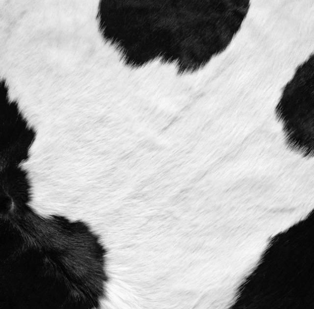 Background Aesthetic Cow Print Wallpaper Iphone - k-Music