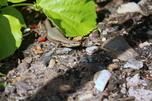 zonnende salamander