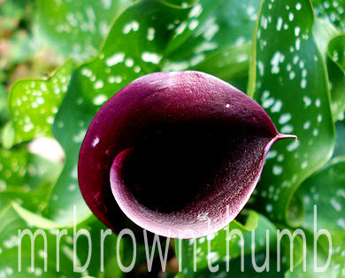Blackjack Black Calla Lily, black plants black flowers